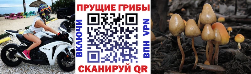 Галлюциногенные грибы мицелий купить наркоту Краснодар